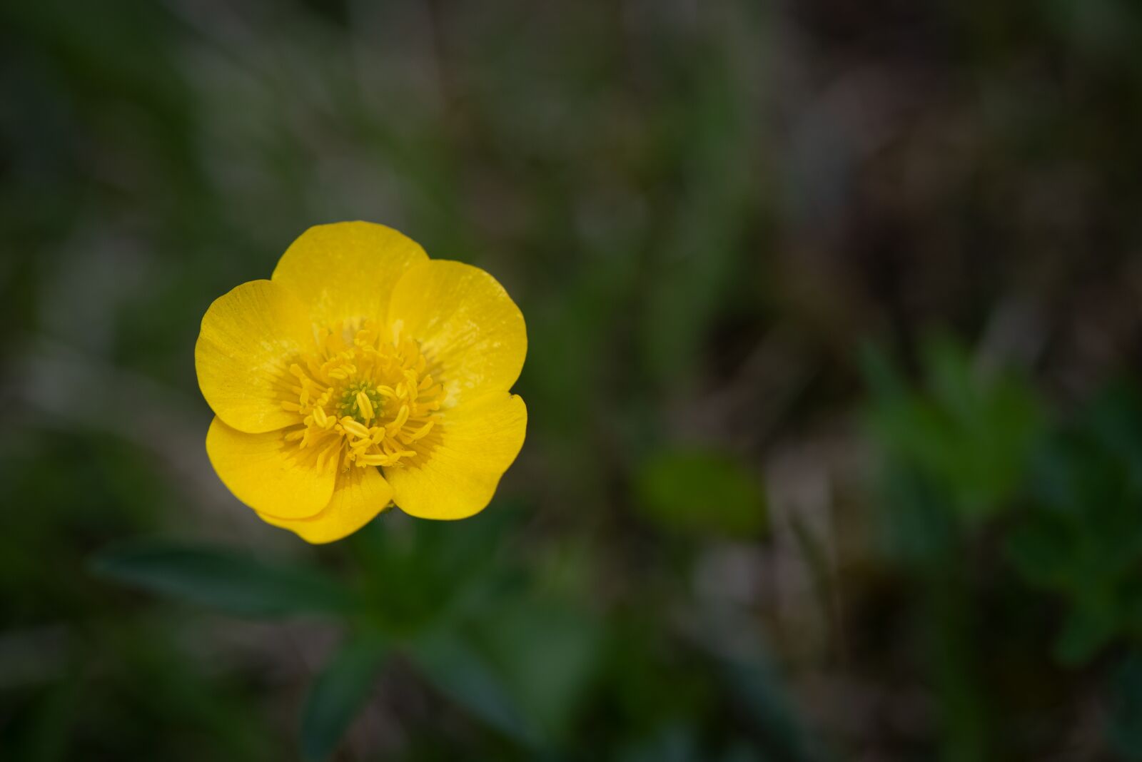 Nikon D750 sample photo. Buttercup, toxic, yellow photography