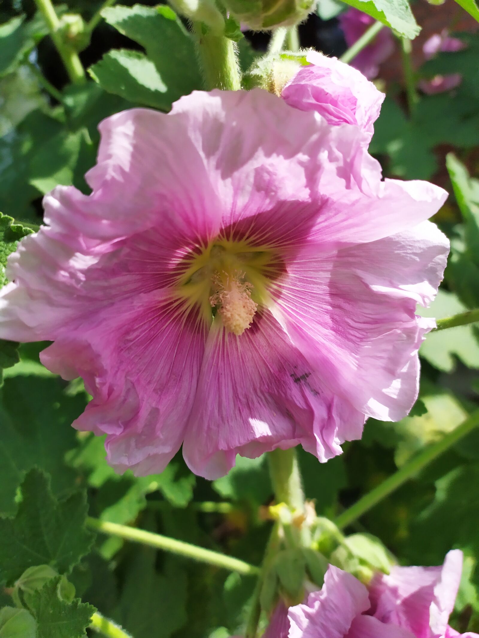 Xiaomi Redmi Note 7 sample photo. Flower, pink, color photography