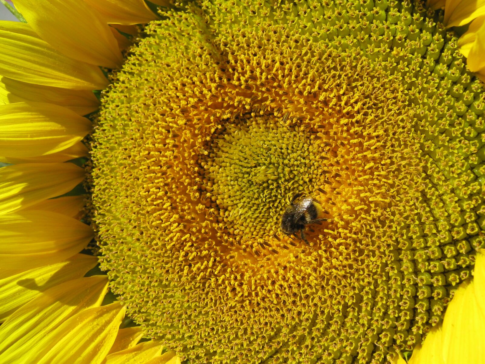 Canon PowerShot A470 sample photo. Sunflower, flower, yellow photography