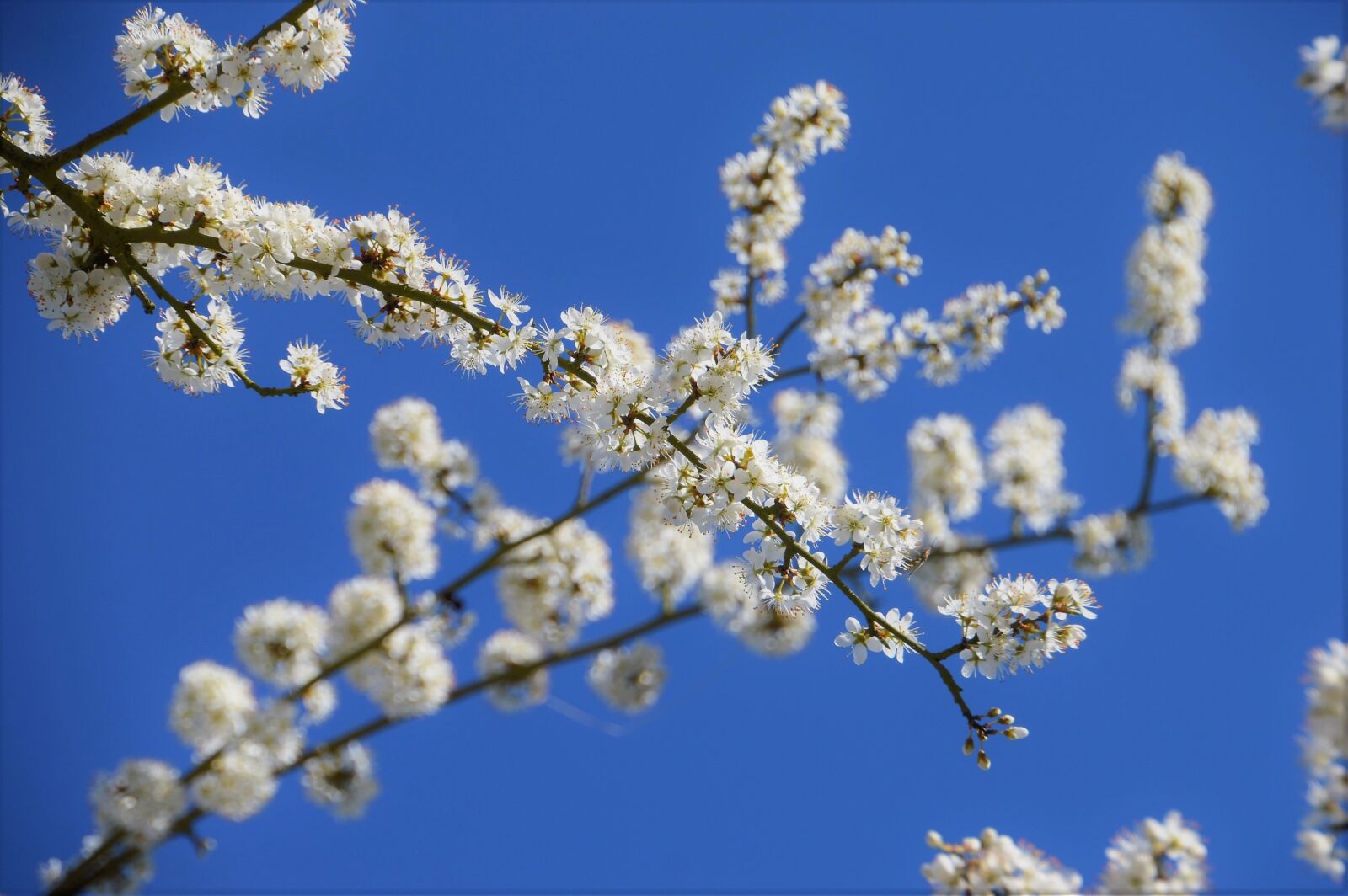Nikon D3200 sample photo. Cherry, tree, branch photography