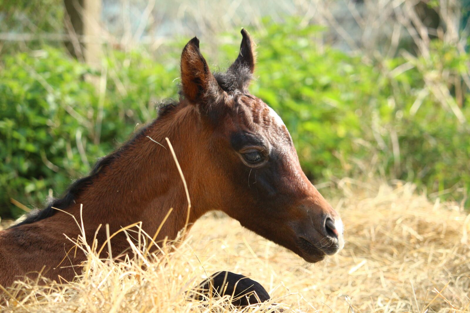 Canon EOS 100D (EOS Rebel SL1 / EOS Kiss X7) sample photo. Horse, foal, suckling photography