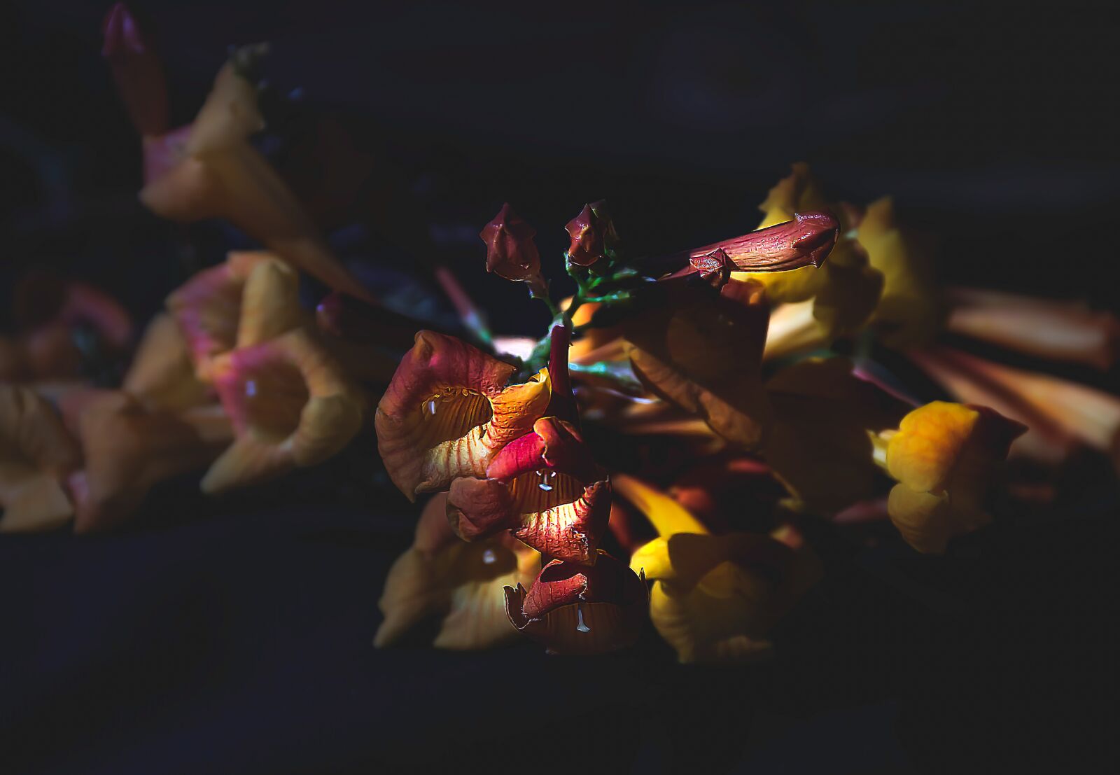 Nikon D5600 sample photo. Autumn, bunch of flowers photography