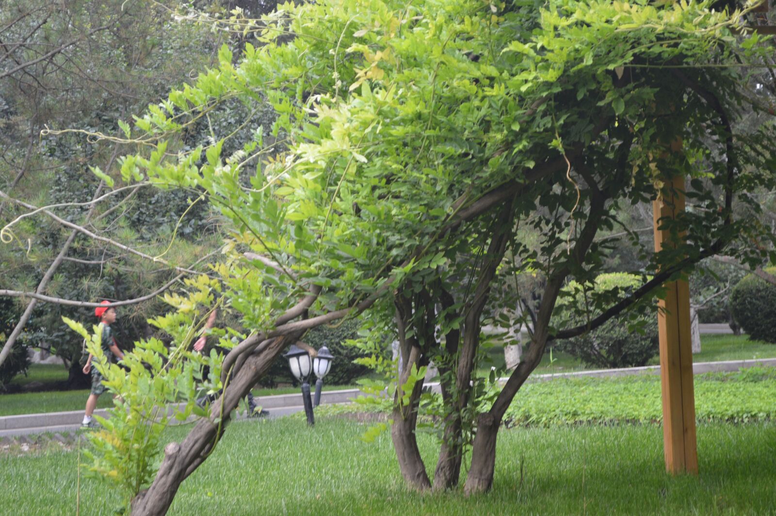 Nikon D3200 sample photo. The scenery, natural, park photography