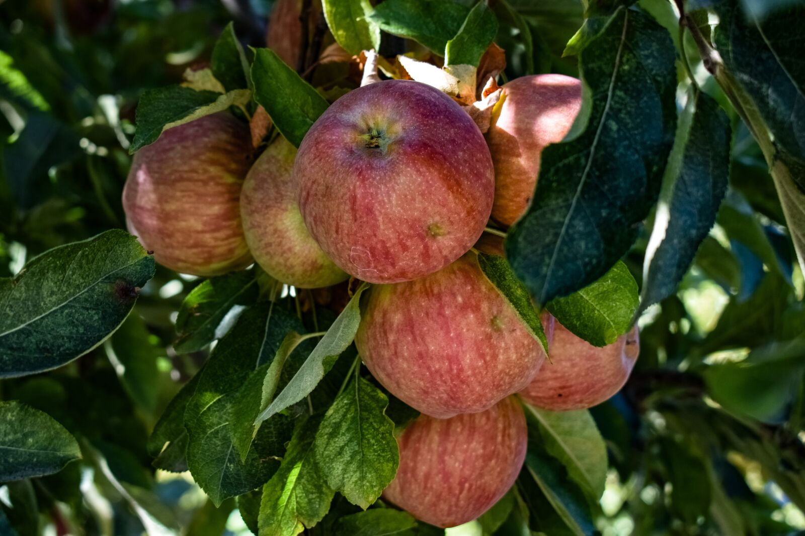 Nikon D3300 sample photo. Apples, fruit, red photography