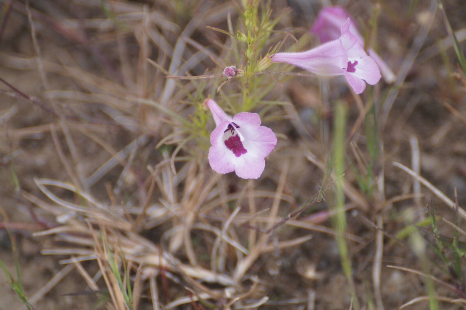 Sony DT 55-300mm F4.5-5.6 SAM sample photo. Flowers photography