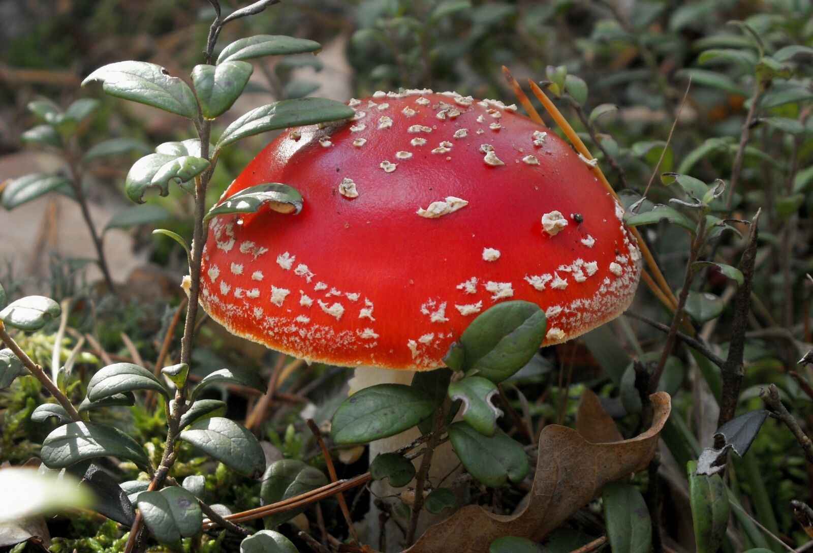 KONICA MINOLTA DiMAGE Z5 sample photo. Nature, mushroom, amanita photography