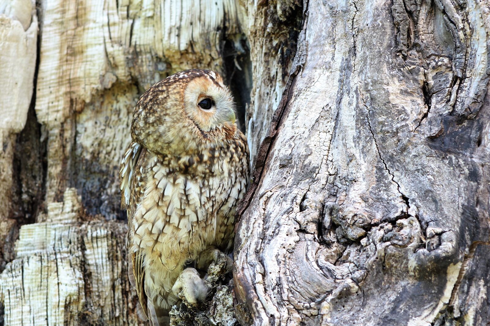 Canon EOS 100D (EOS Rebel SL1 / EOS Kiss X7) + Canon EF 75-300mm f/4-5.6 sample photo. Owl, camouflaged, tree photography