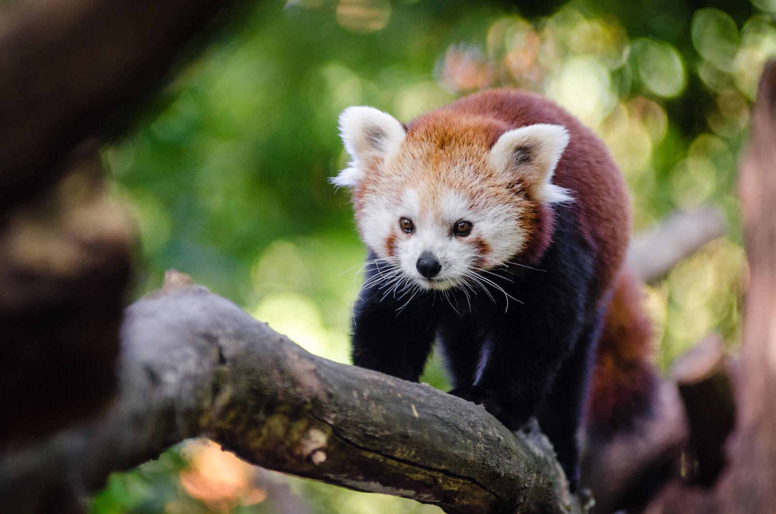 AF Zoom-Nikkor 80-200mm f/2.8 ED sample photo