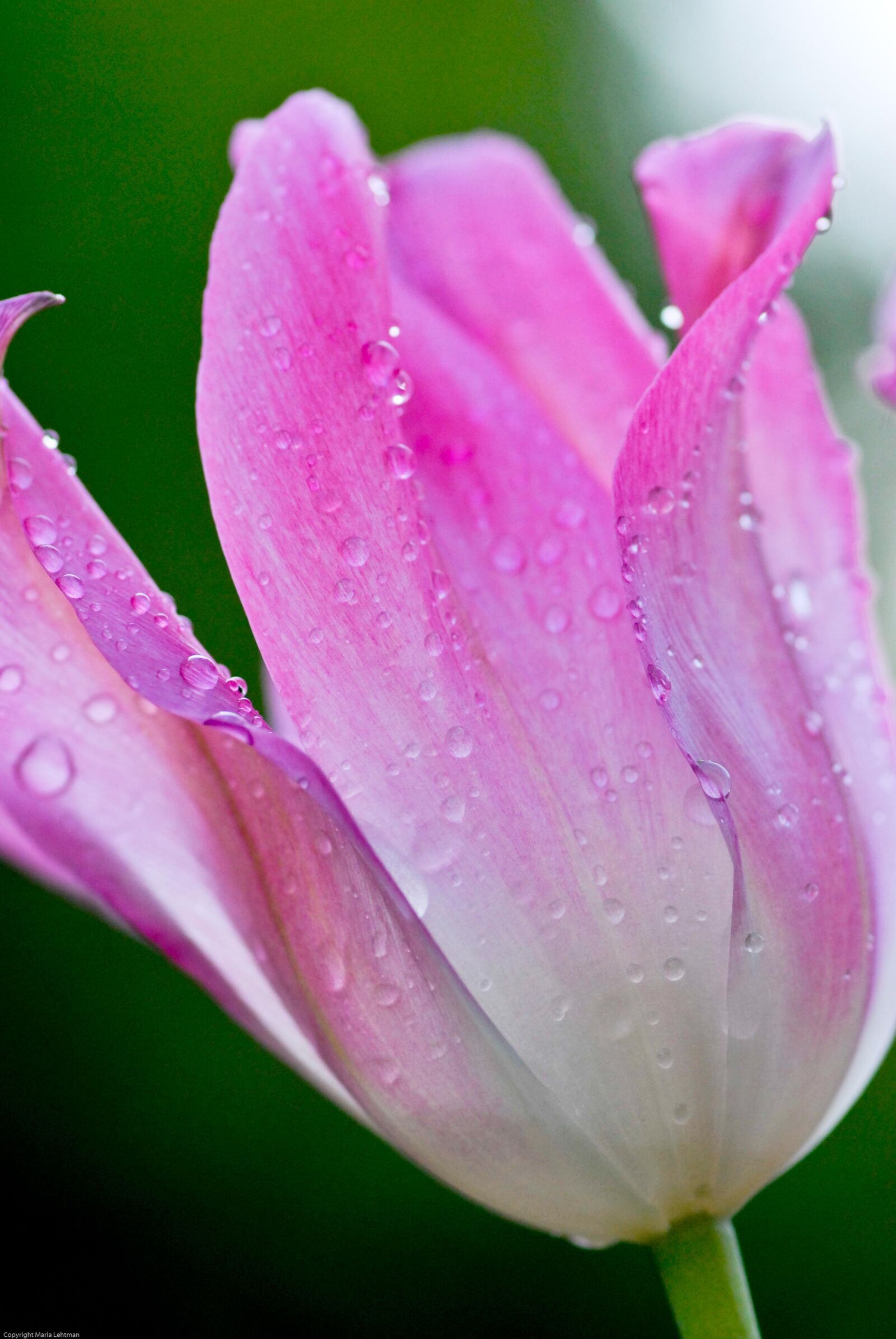 Nikon D200 sample photo. Flower, flowers, pink photography