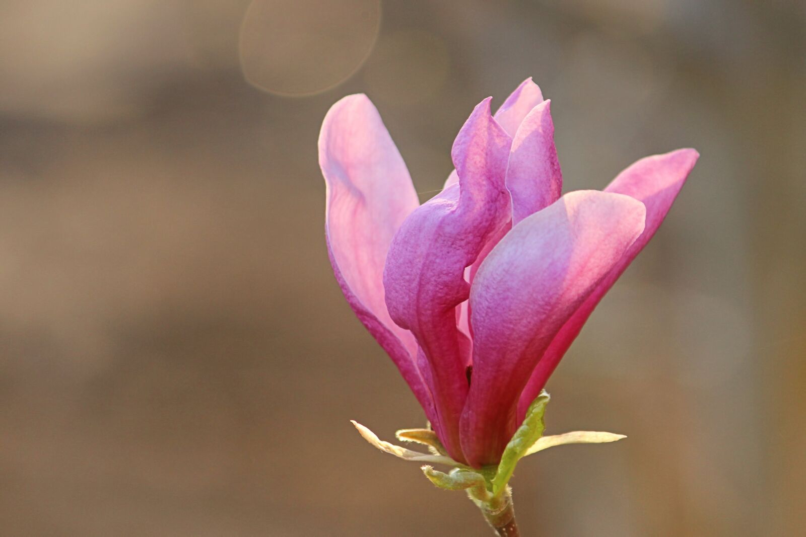 Canon EOS 600D (Rebel EOS T3i / EOS Kiss X5) sample photo. Magnolia, blossom, bloom photography