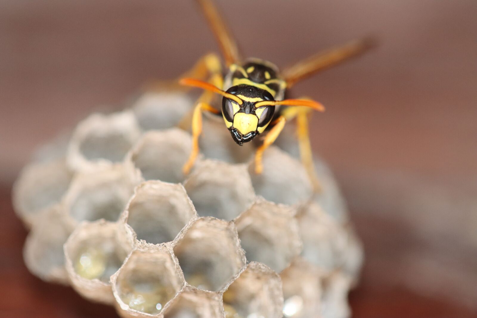 Canon EOS 90D sample photo. Hornet, wasp, bee photography