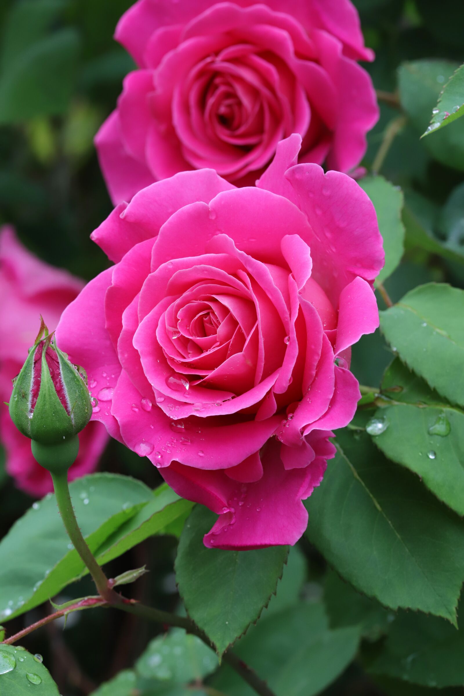 Canon EOS 6D Mark II sample photo. Rose, flowers, nature photography