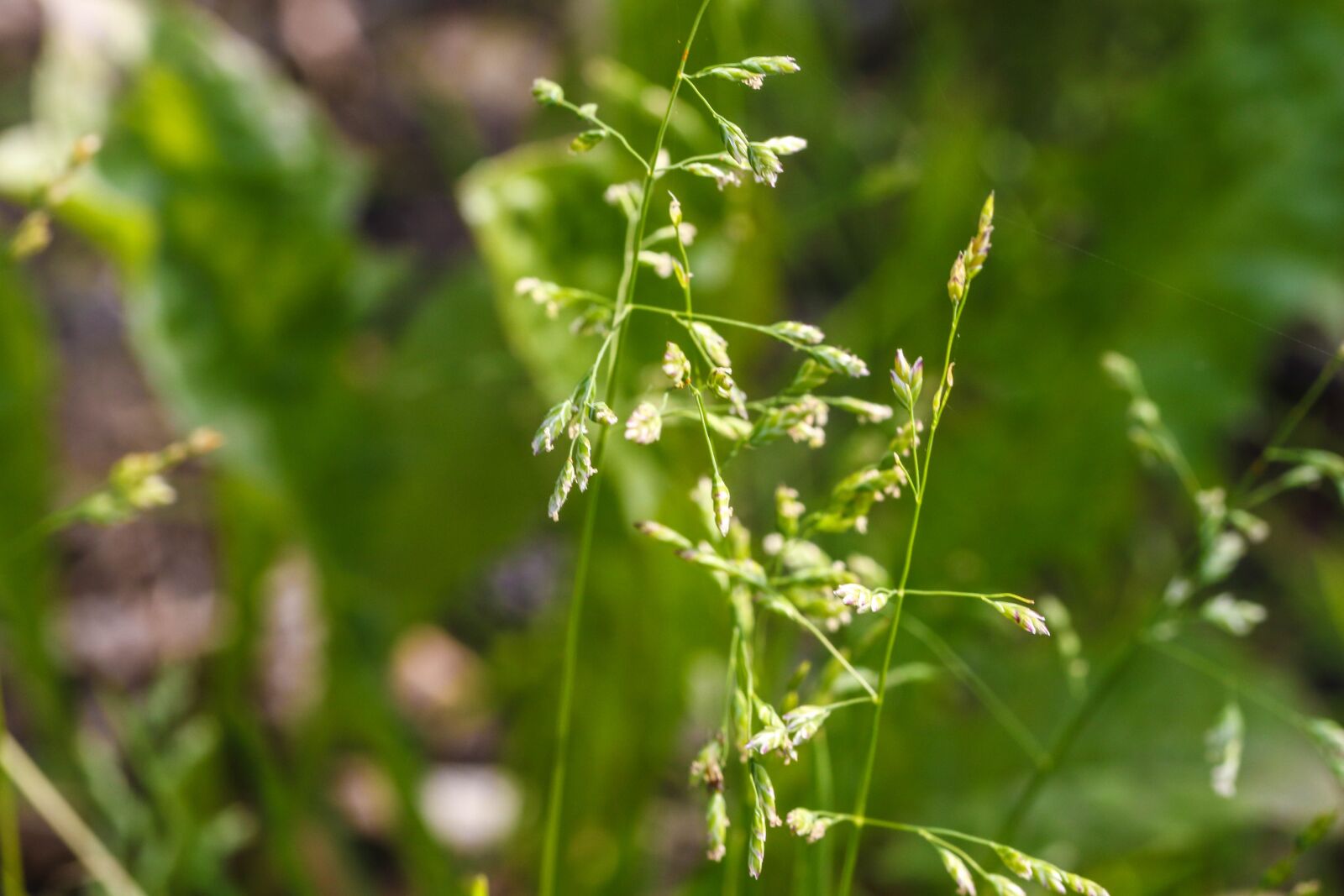 Canon EOS 7D Mark II sample photo. Straw, growth, plant photography