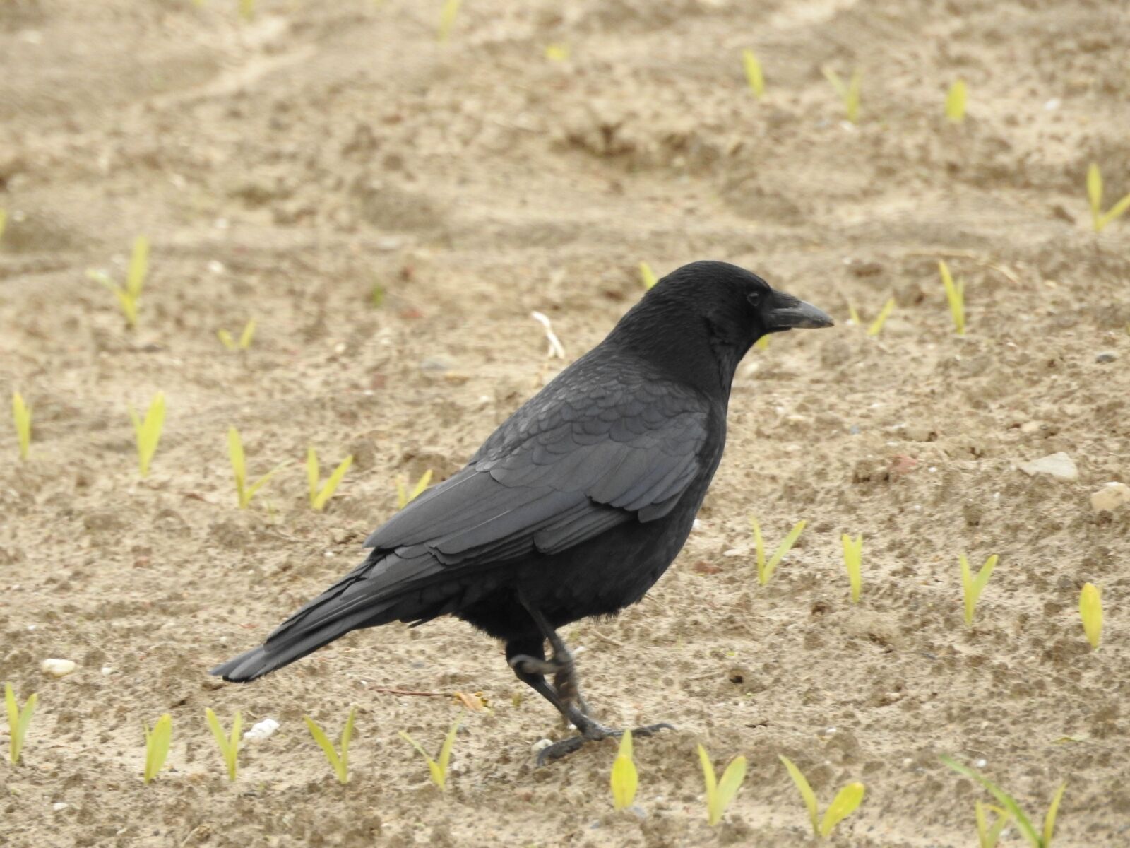 Nikon Coolpix P900 sample photo. Bird, jackdaw, crow photography