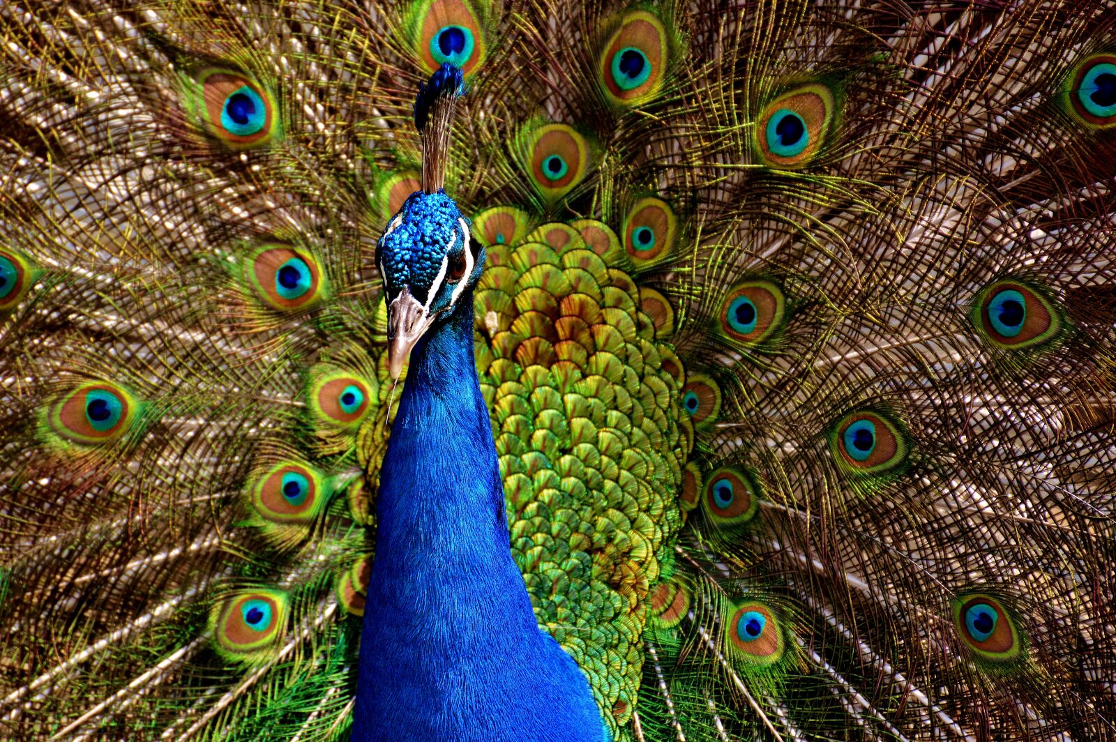 Nikon D3200 sample photo. Peacock, bird, colorful photography