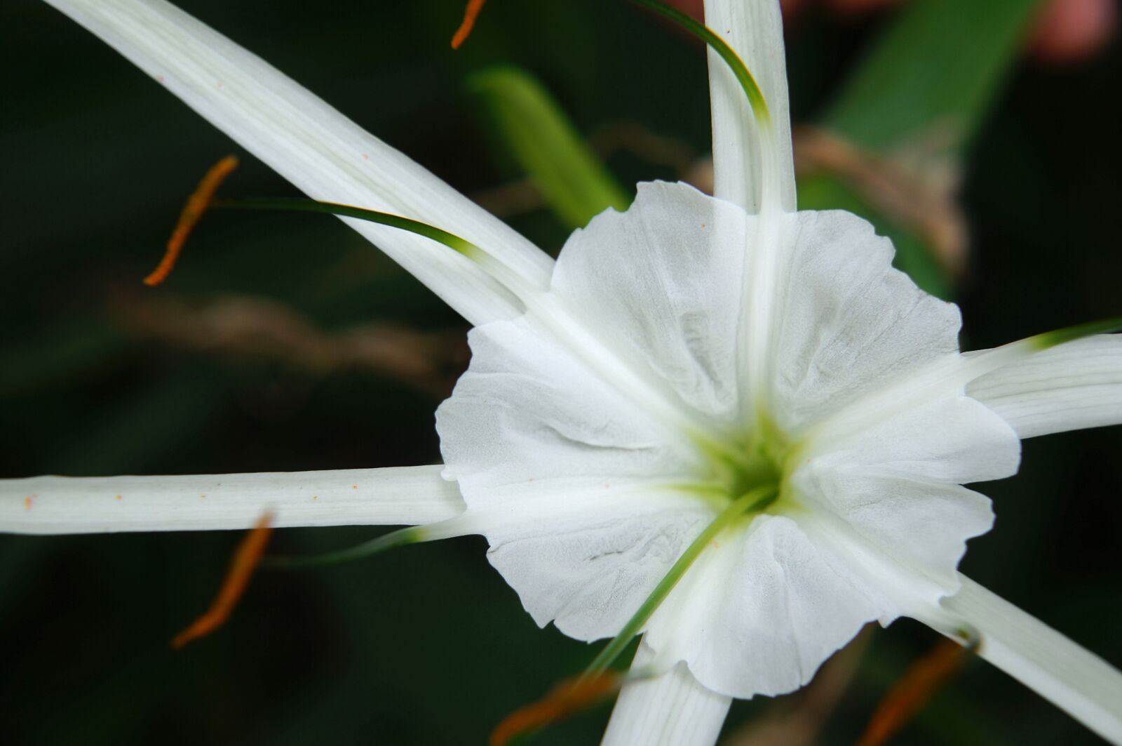 Sony Alpha NEX-F3 + Sony E 18-55mm F3.5-5.6 OSS sample photo. Flower, white flowers, wing photography