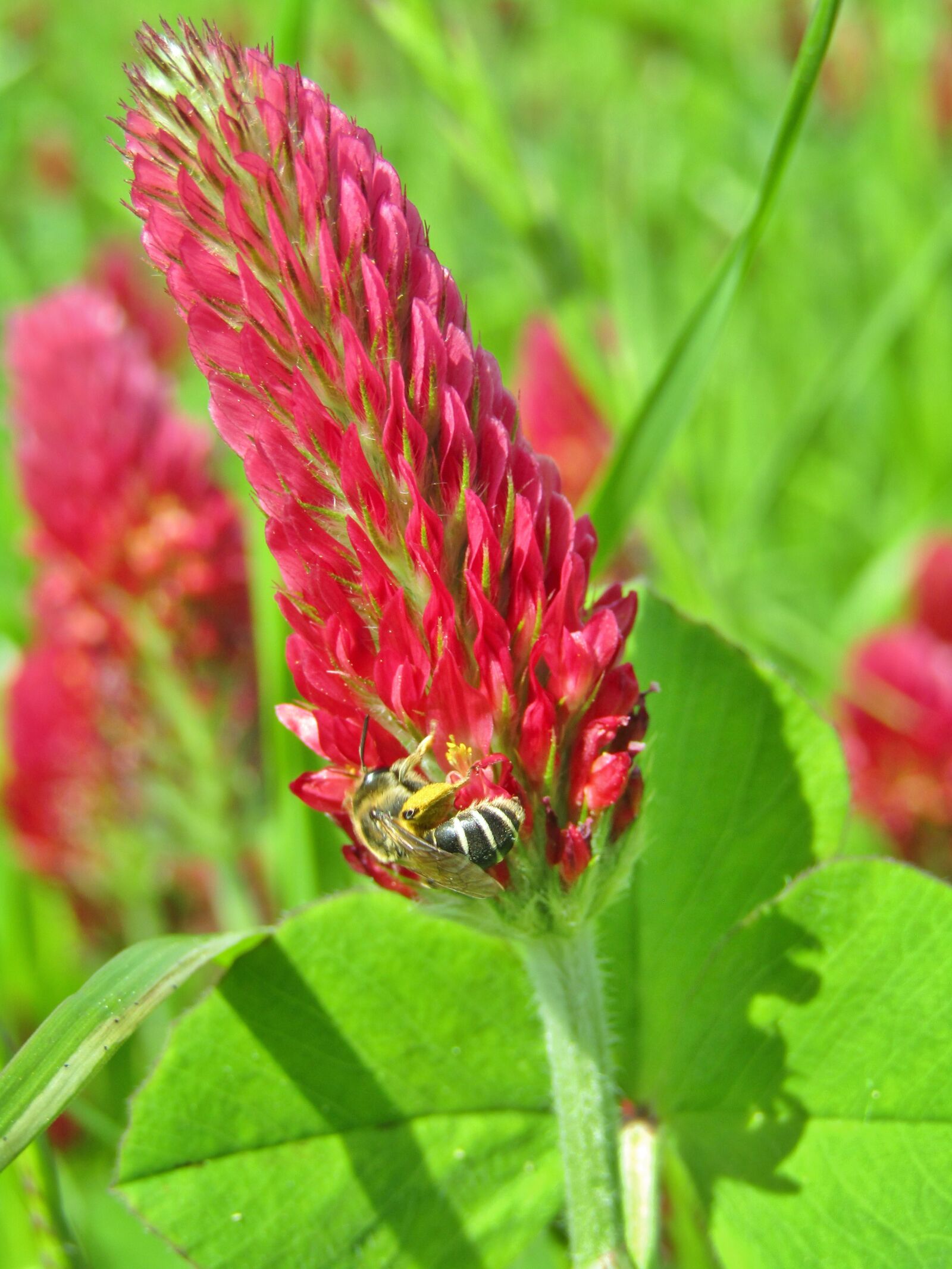 Canon POWERSHOT SX432 IS sample photo. Forage clover, red, blossom photography