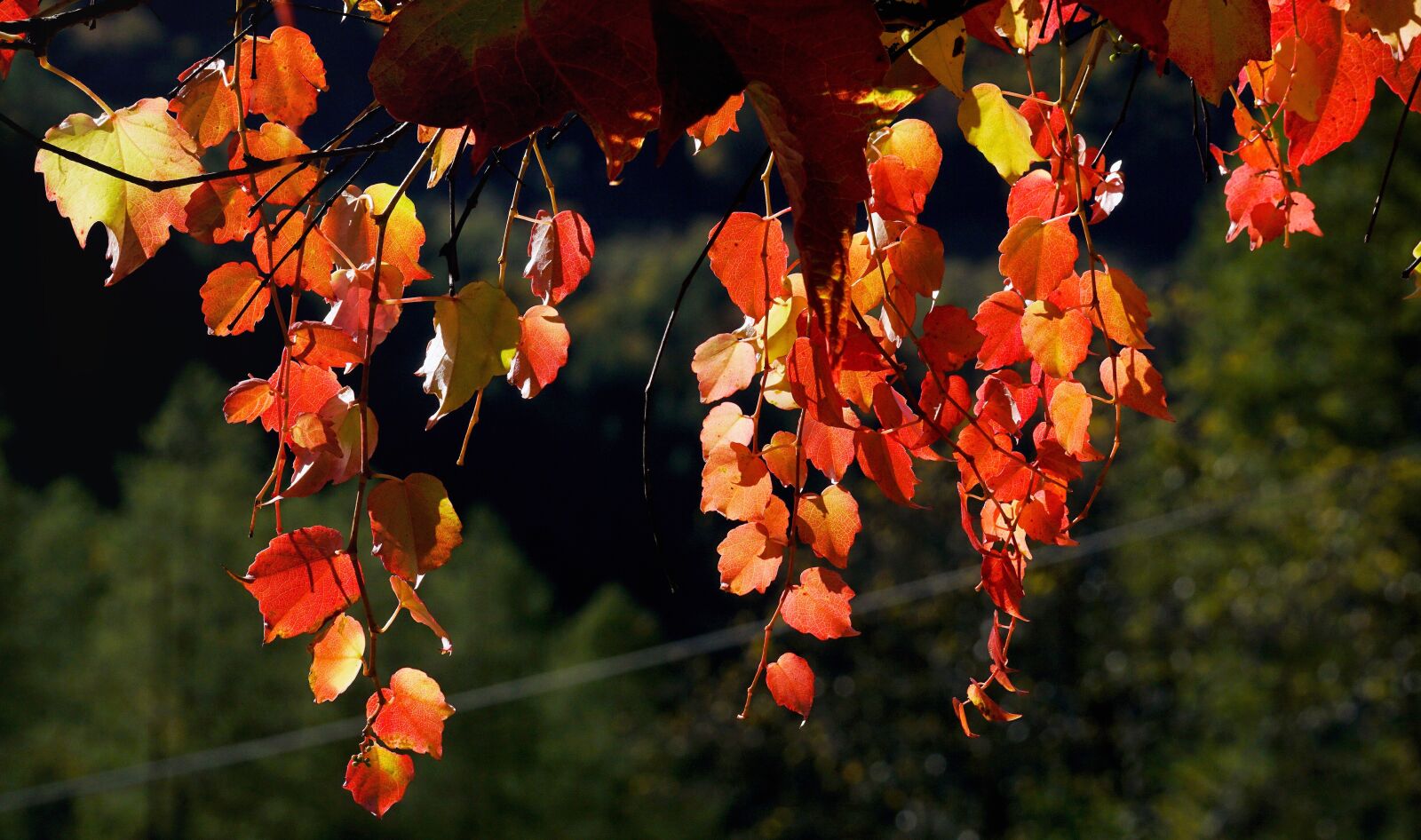 Sony DT 55-300mm F4.5-5.6 SAM sample photo. Vine, wine partner, leaves photography