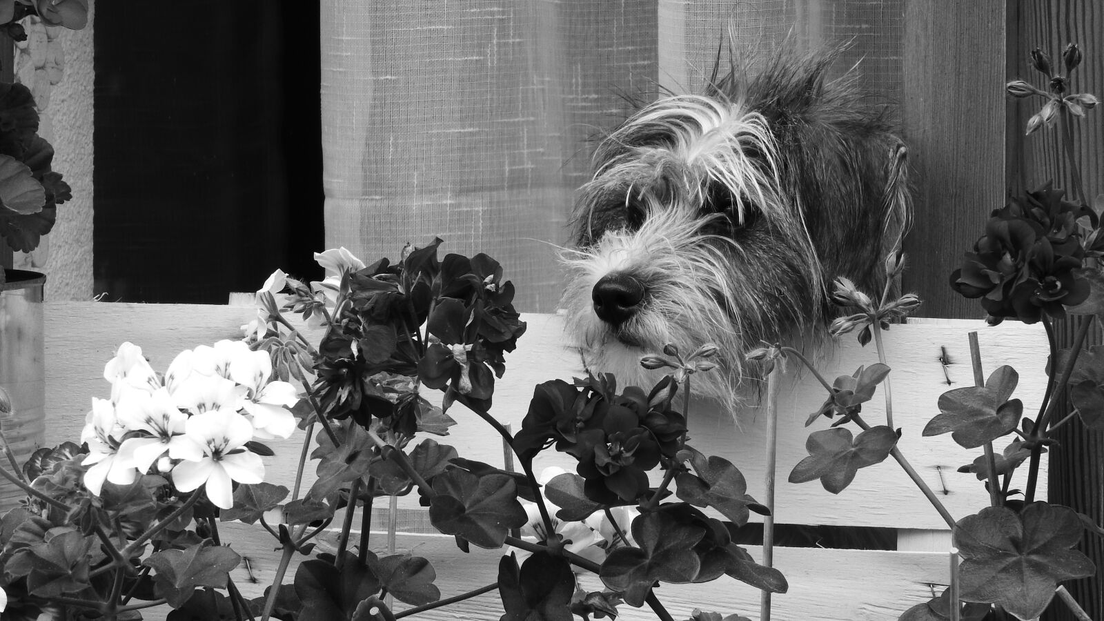 Nikon Coolpix P610 sample photo. Dog, head, portrait photography