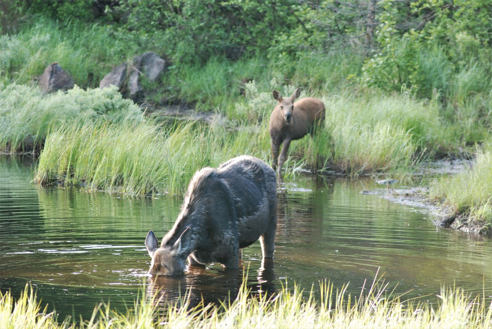 Nikon D80 sample photo. Moose, pair, moose and photography