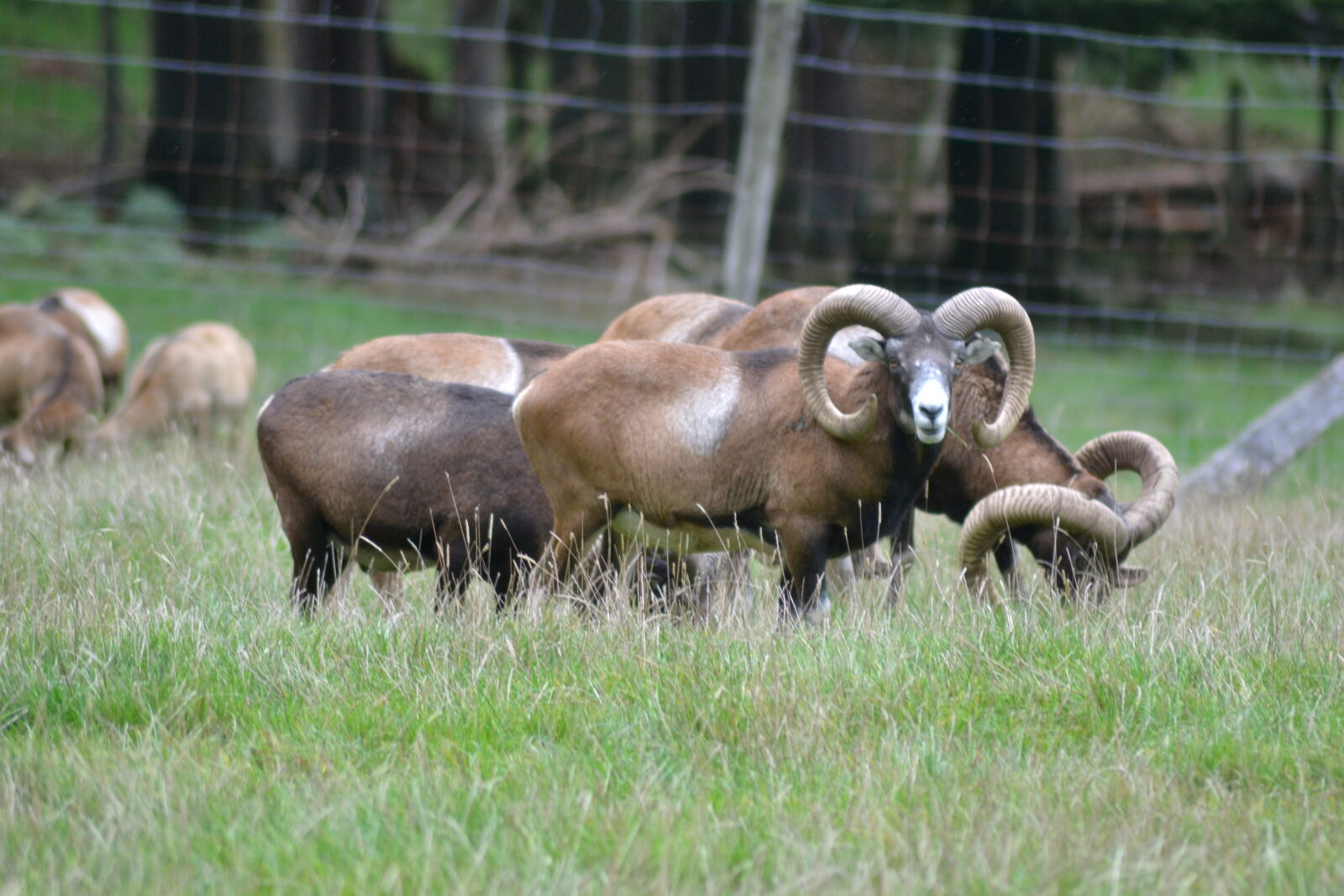 Nikon D3100 sample photo. Animal, park, flock, grass photography