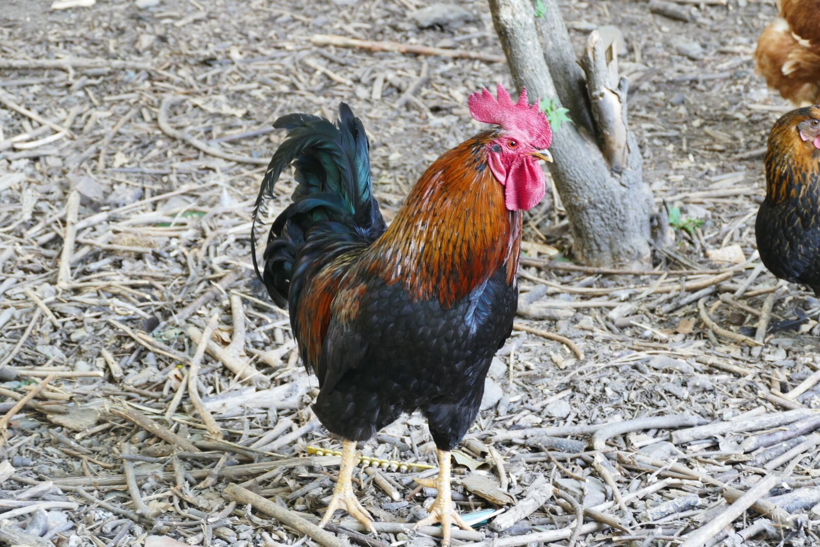 Panasonic Lumix DMC-FZ1000 sample photo. Hahn, stall, poultry photography
