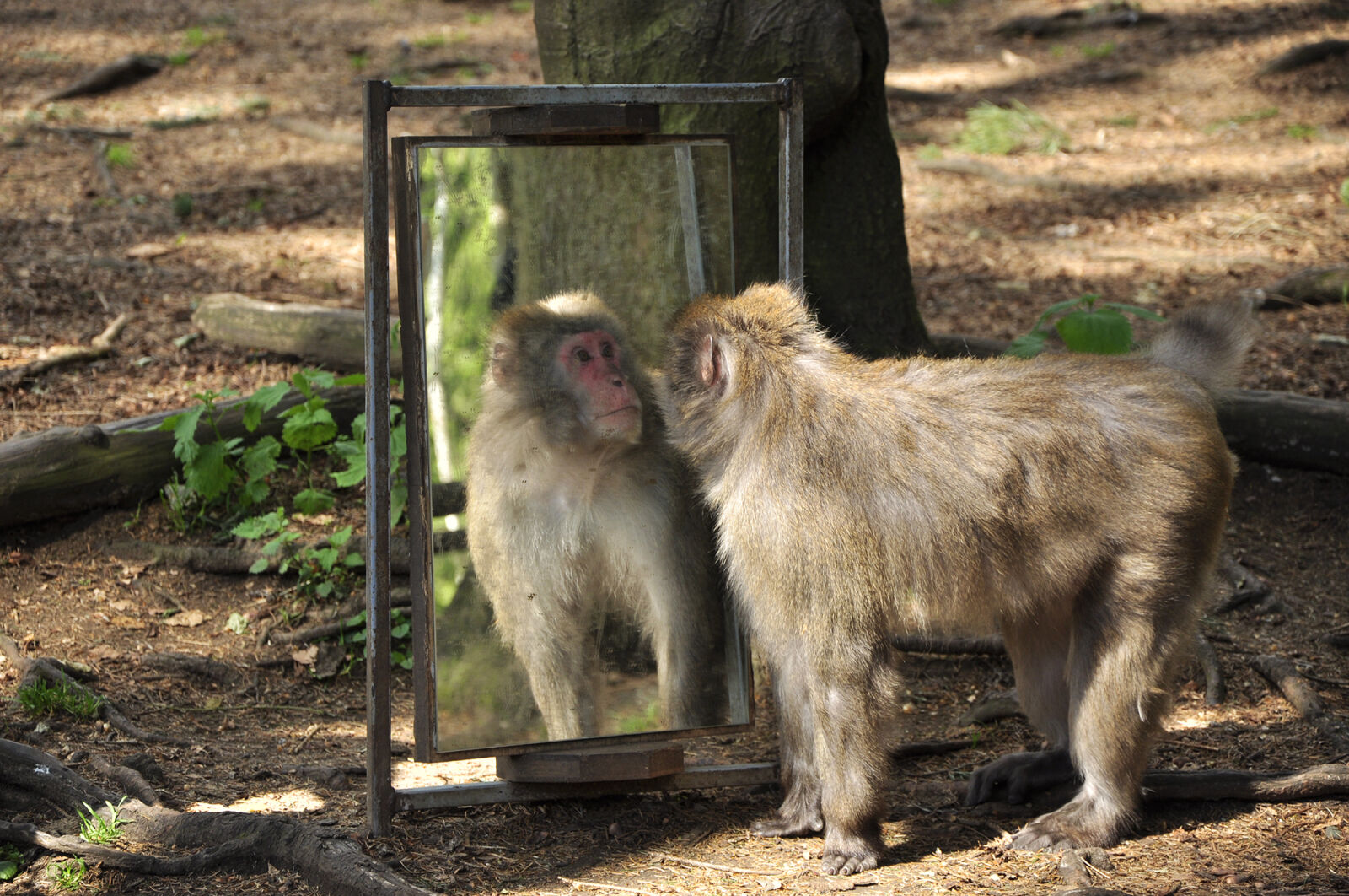 Nikon D90 sample photo. Animal, mirror, monkey photography