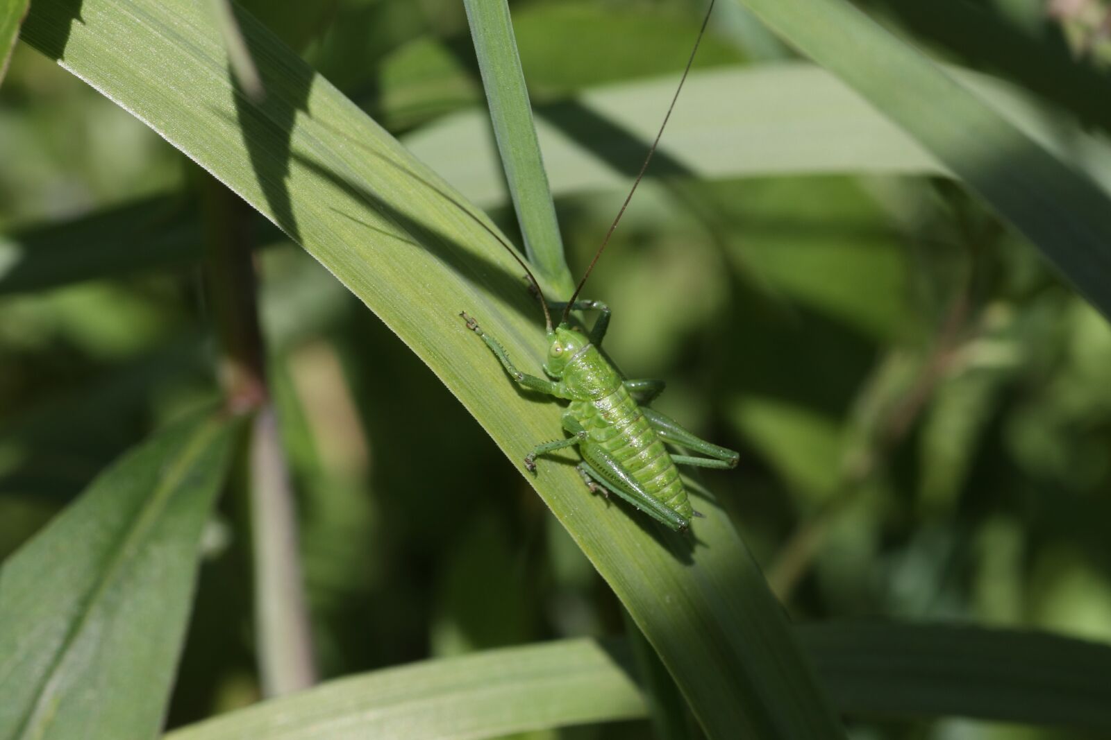 Tamron SP 90mm F2.8 Di VC USD 1:1 Macro sample photo. Grasshopper, green, insect photography