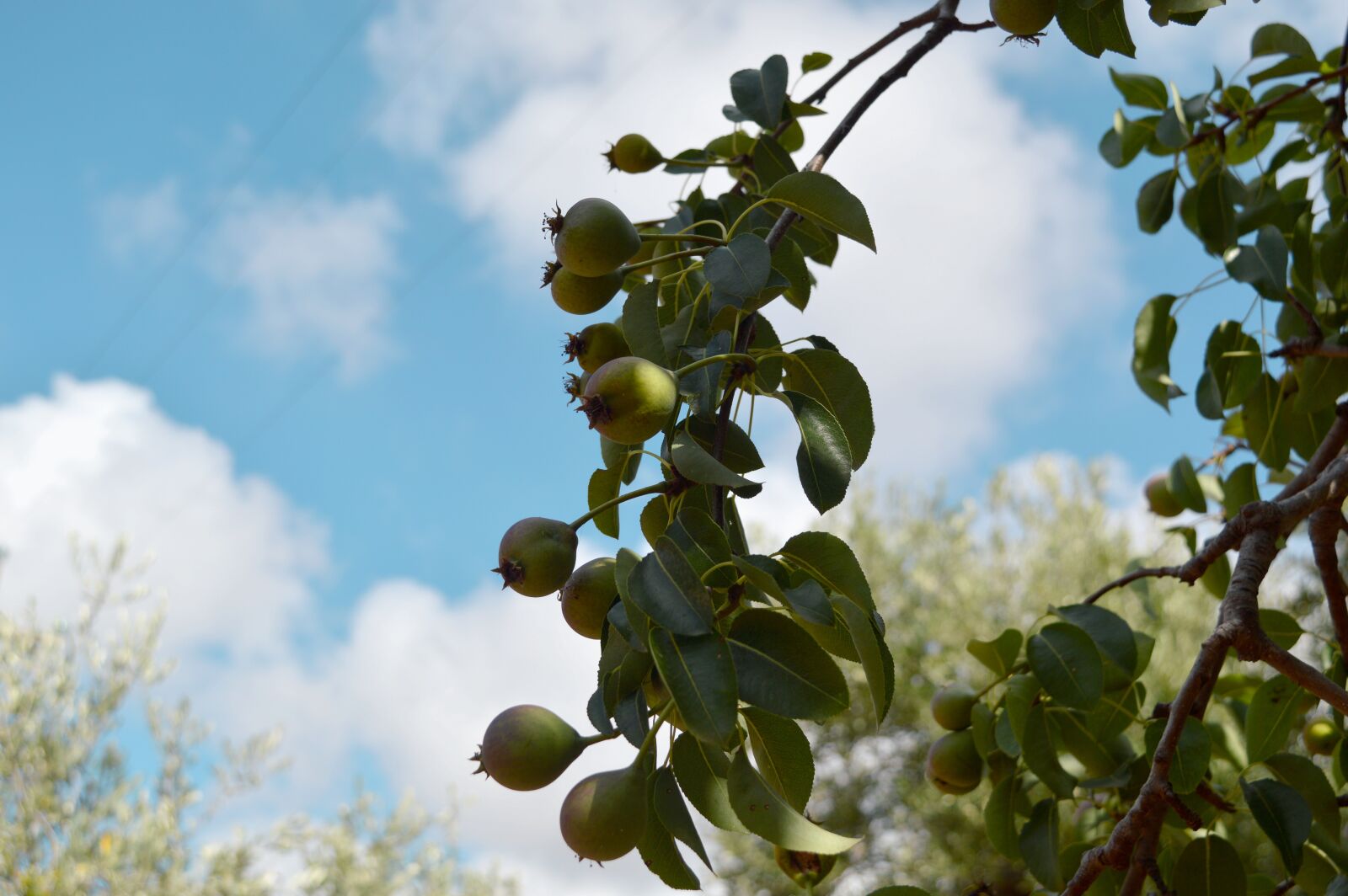 Nikon D3200 sample photo. Pears, branch, leaves photography