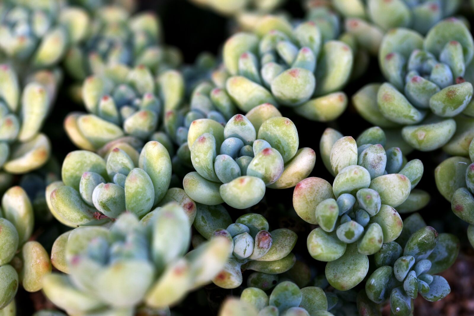Canon EOS 5D sample photo. A fleshy plant, fleshy photography