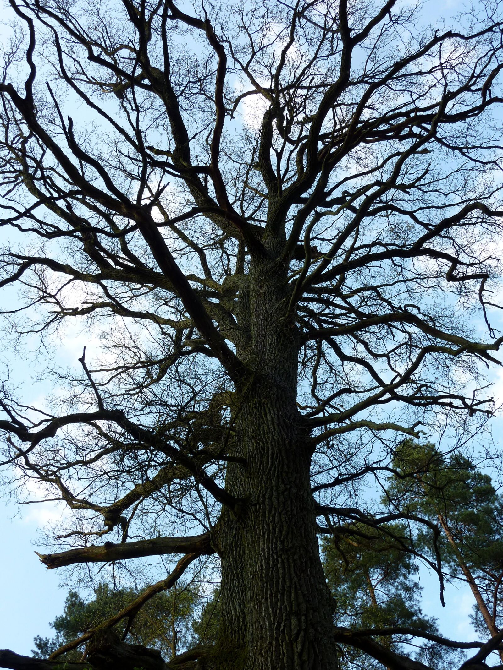 Panasonic DMC-TZ7 sample photo. Tree, spring, kahl photography