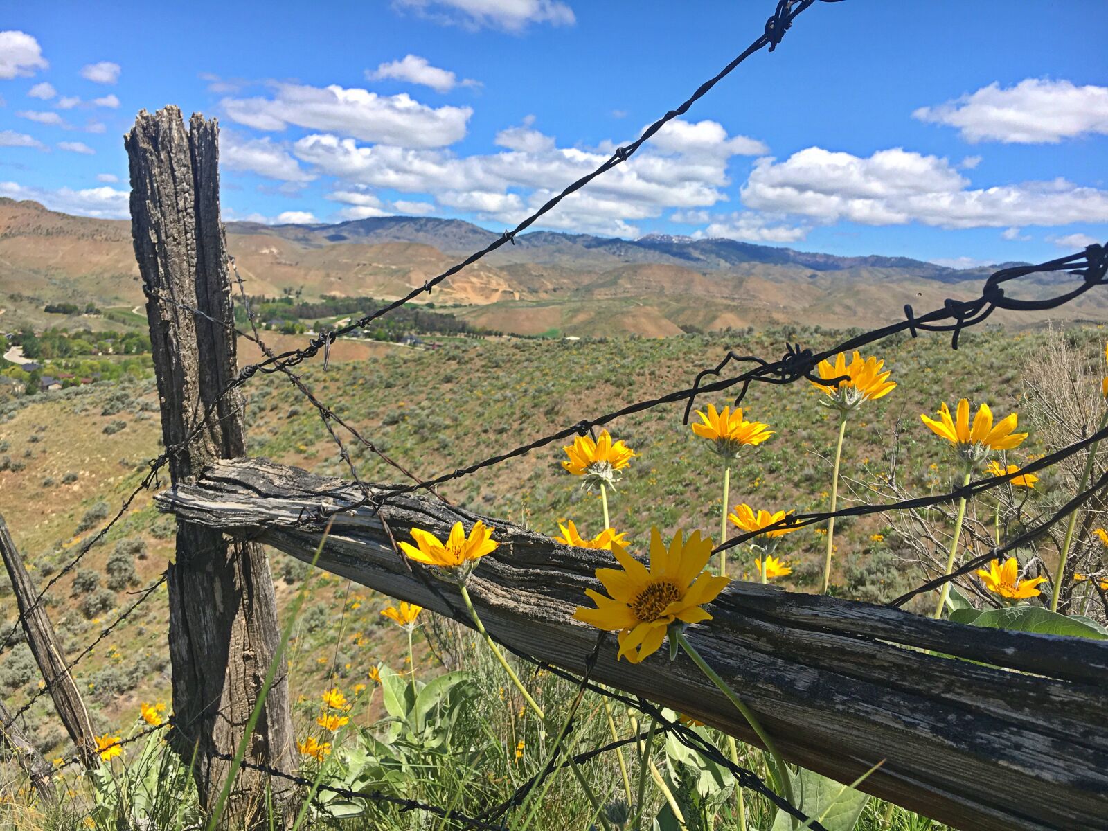 Apple iPhone 6s sample photo. Rustic, fence, nature photography