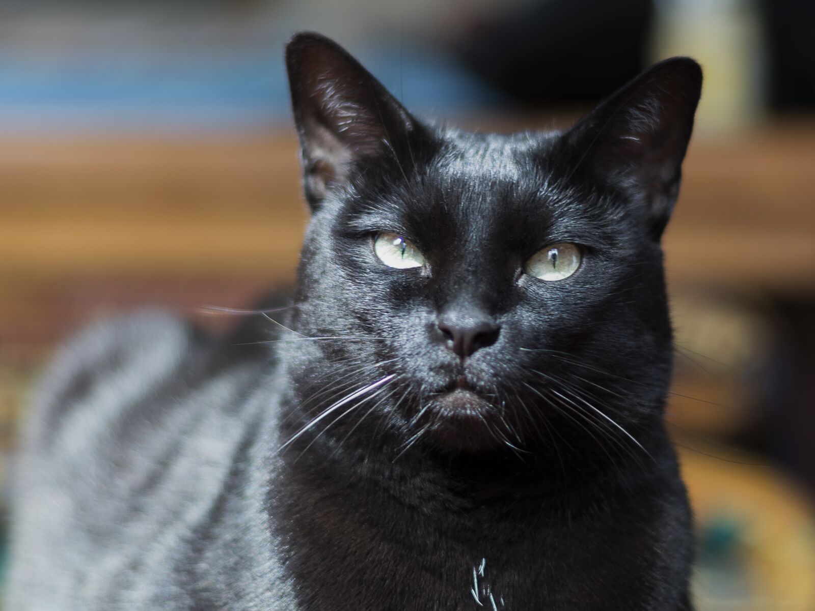 Nikon D500 sample photo. Cat, portrait, mammal photography