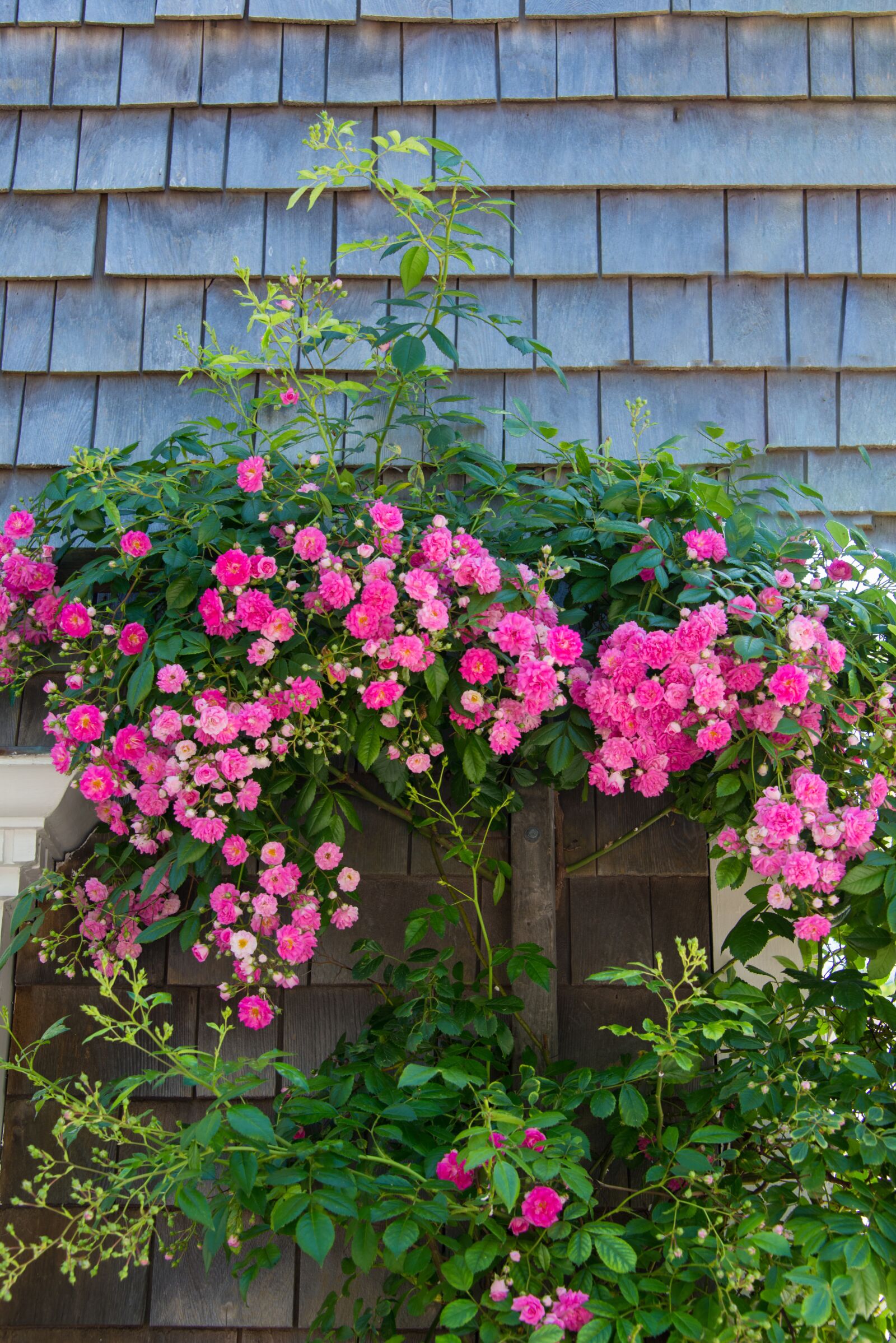 Nikon D800 sample photo. Roses, blossom, home photography