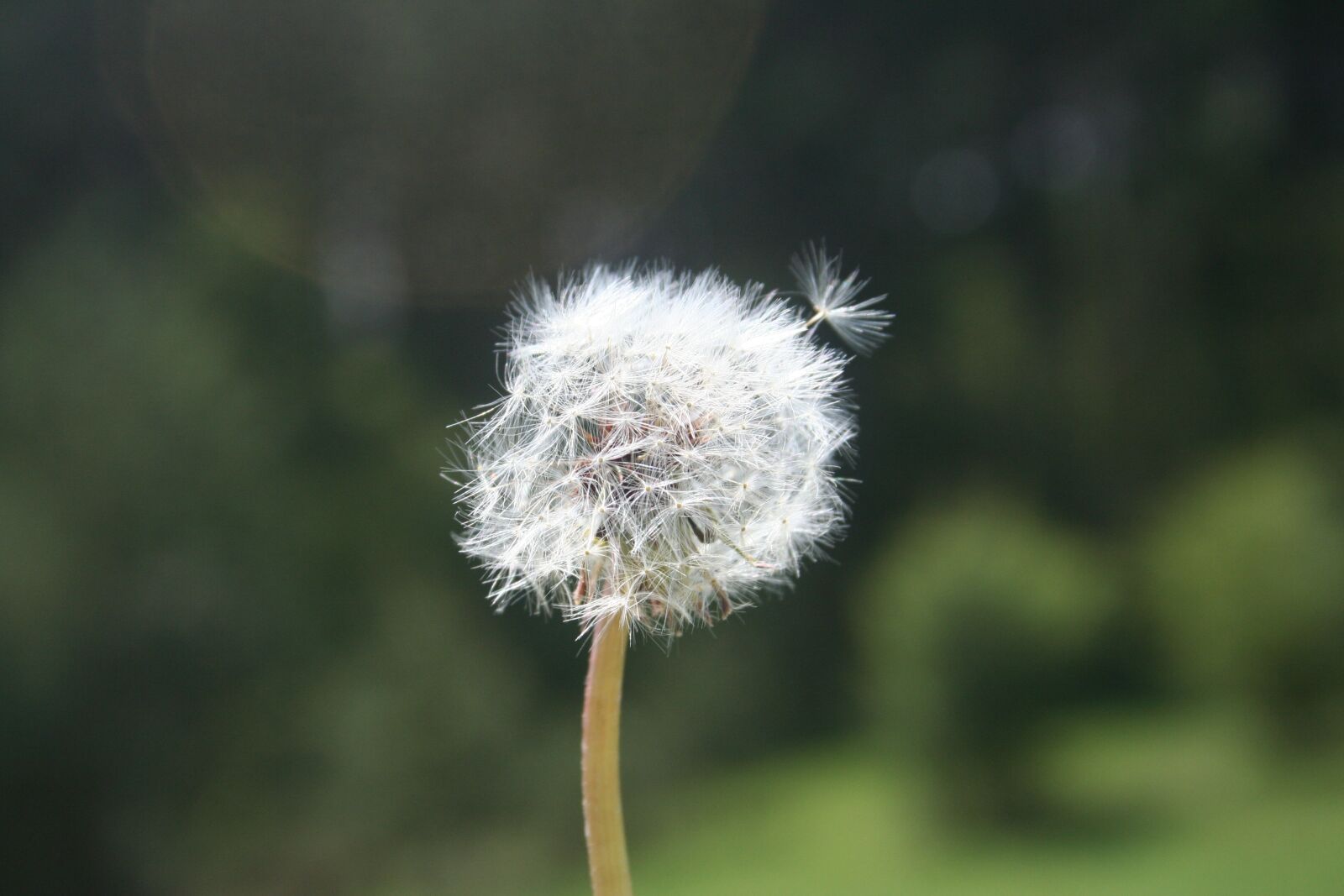 Canon EOS 350D (EOS Digital Rebel XT / EOS Kiss Digital N) sample photo. Dandelion, spring, flower photography