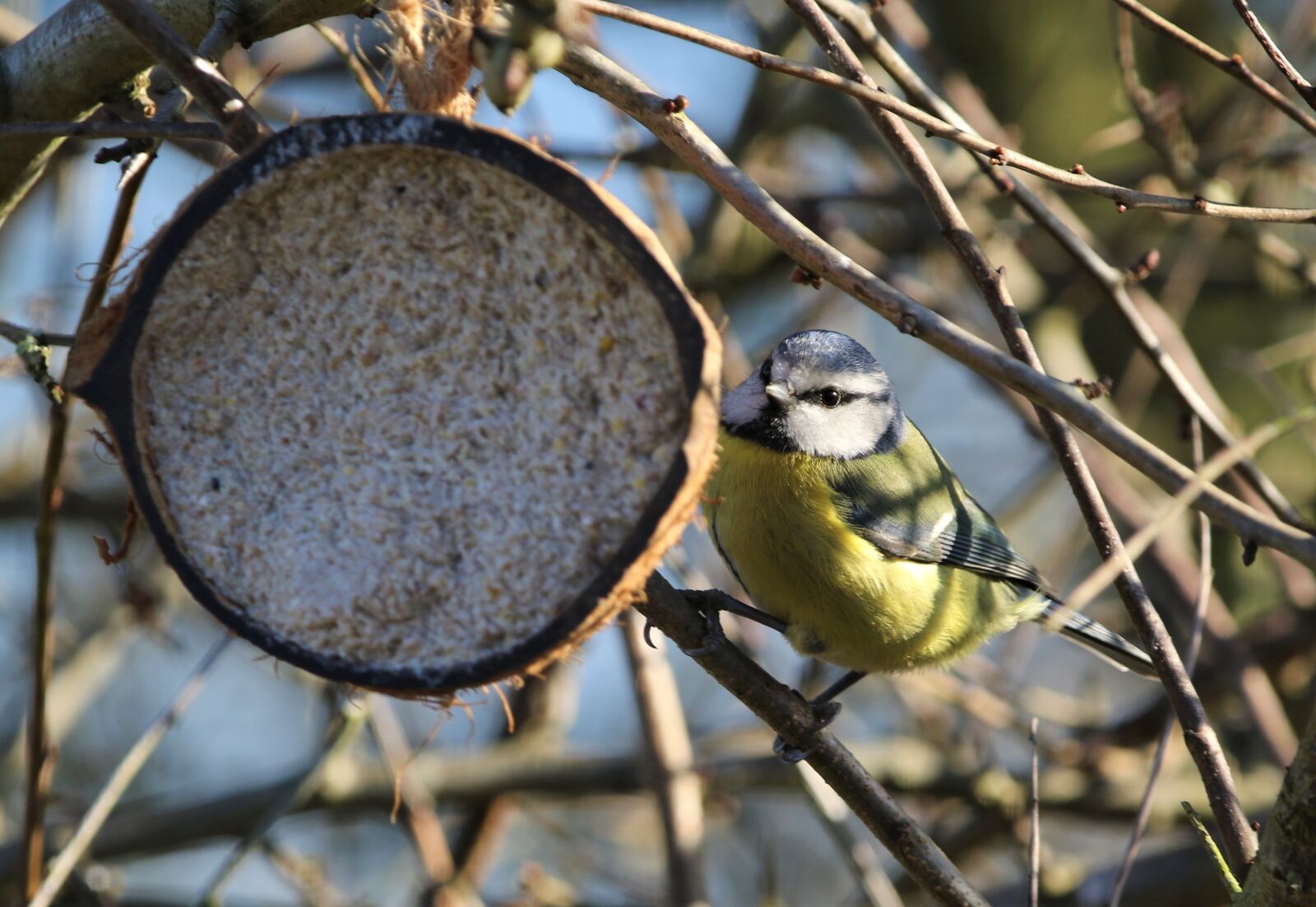150-600mm F5-6.3 DG OS HSM | Contemporary 015 sample photo. Bird, great tit, yellow photography