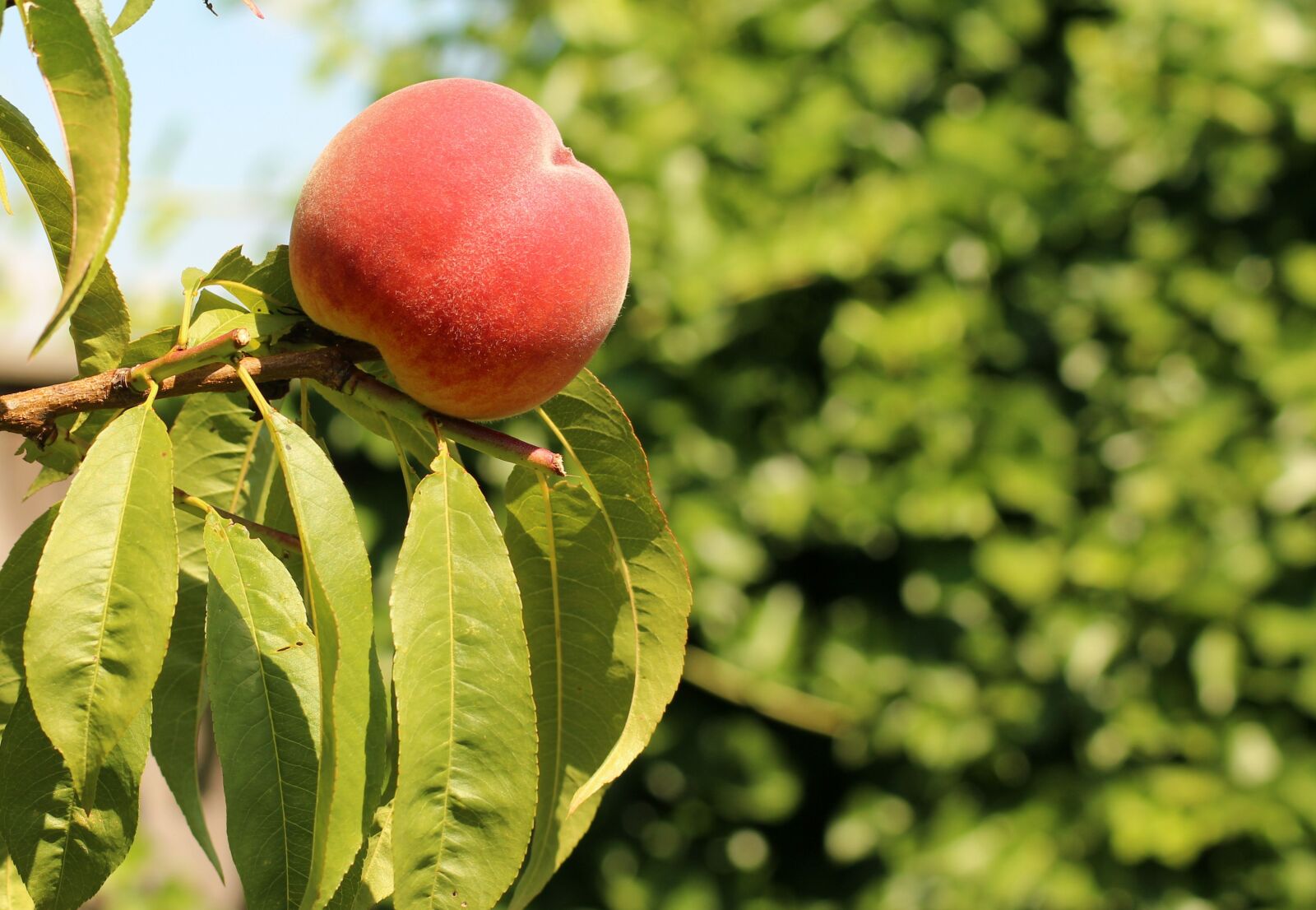Canon EOS 1200D (EOS Rebel T5 / EOS Kiss X70 / EOS Hi) sample photo. Peach, fruit, summer photography
