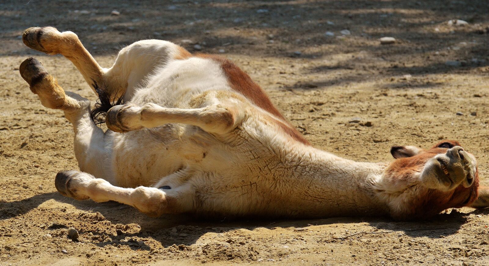 Nikon D3200 sample photo. Donkey, play, rolling photography