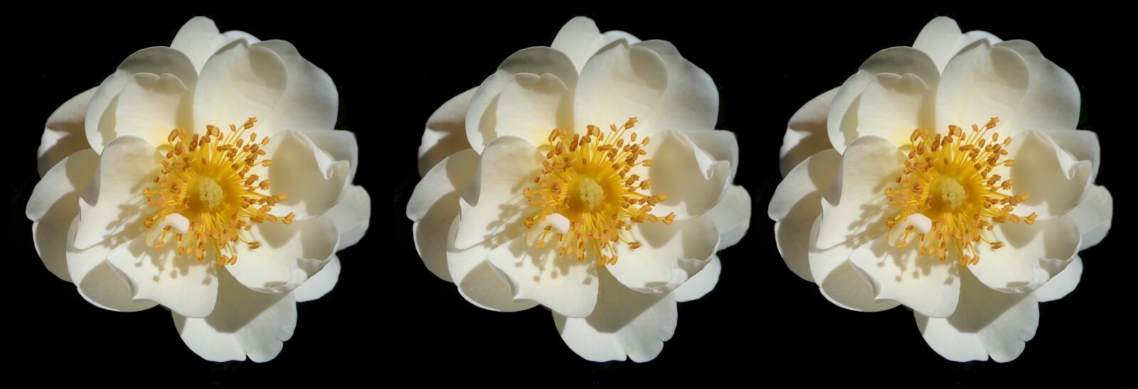 Olympus TG-5 sample photo. Flowers, white, roses photography