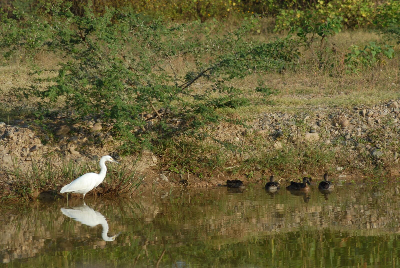 Nikon D200 sample photo. Ave, fauna, bird photography