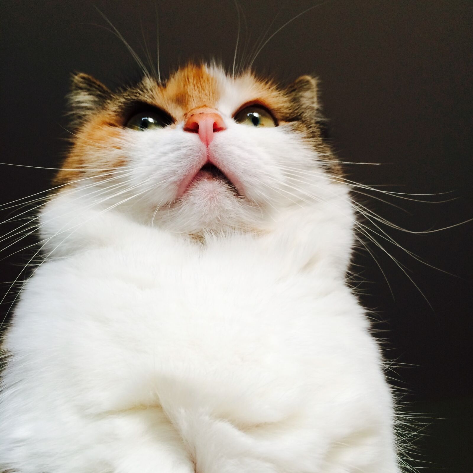 iPhone 5s back camera 4.15mm f/2.2 sample photo. Cat, lucky cat, three photography