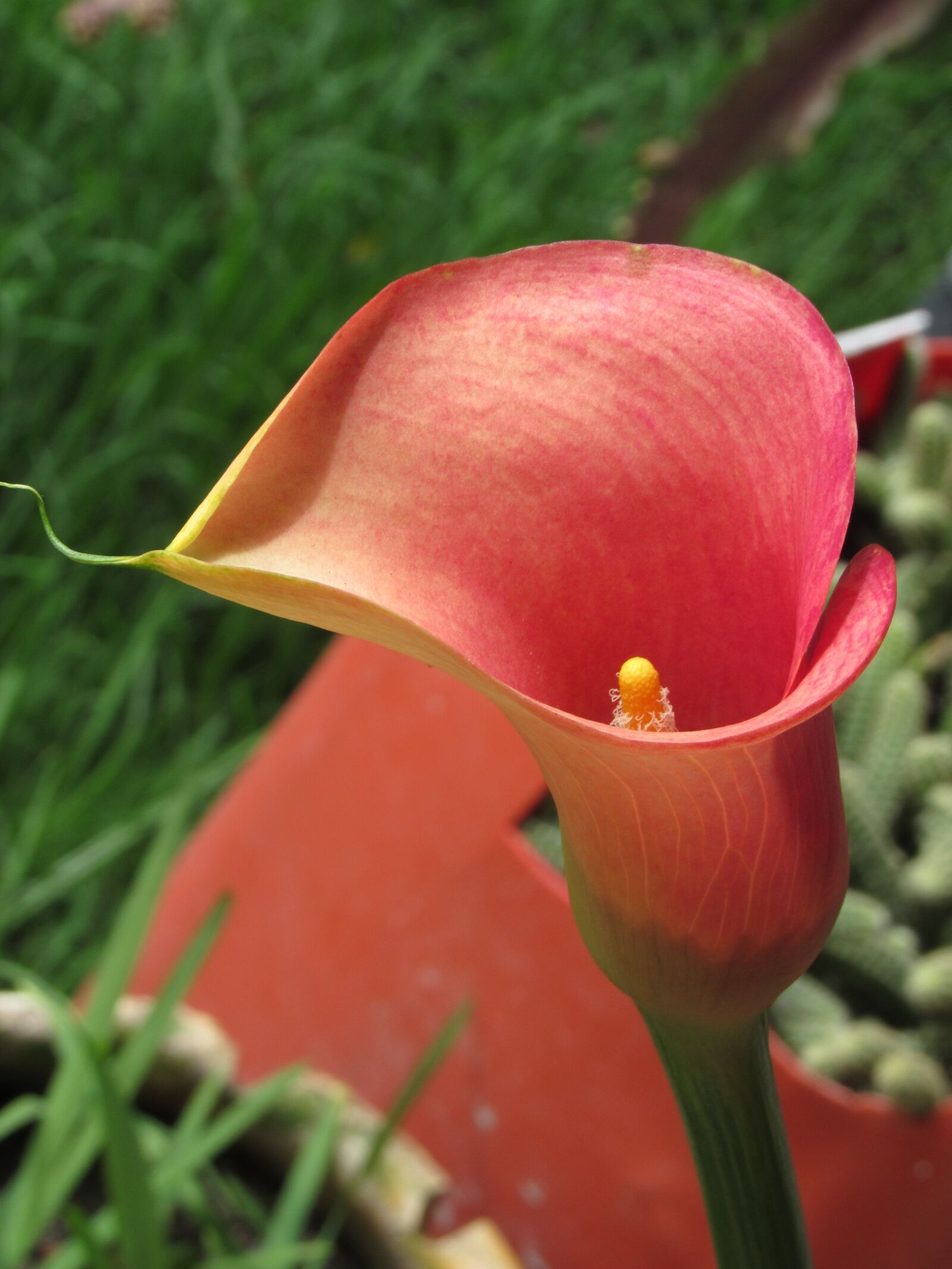 Canon PowerShot SX520 HS sample photo. Calla, flower, red photography