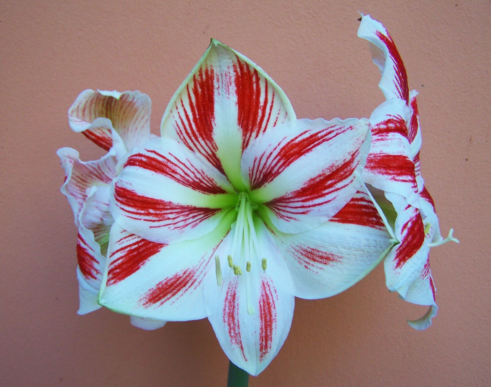 Kodak EASYSHARE ZD710 ZOOM DIGITAL CAMERA sample photo. Amaryllis, red-and-white striped, bulbous photography