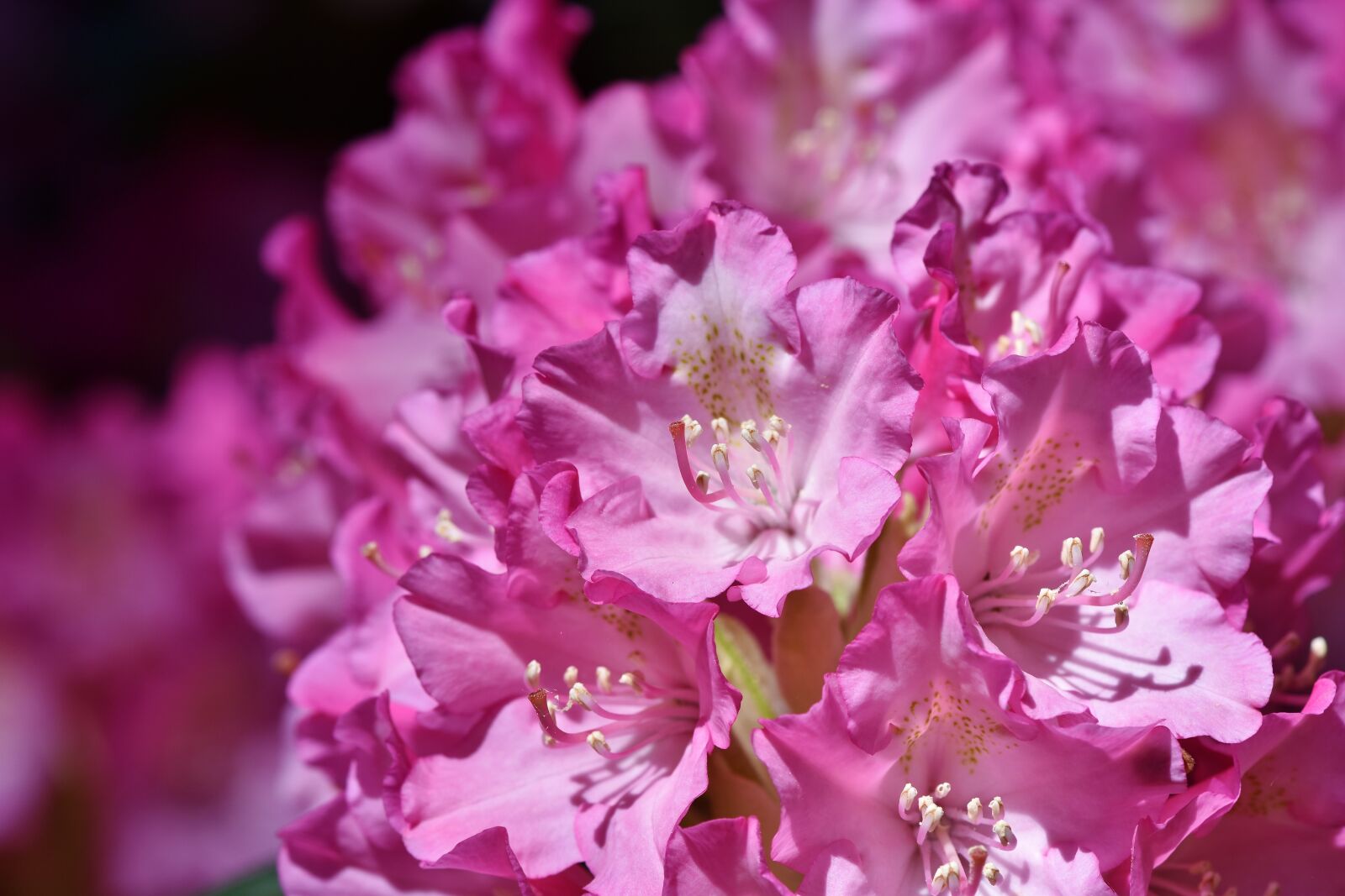 Nikon D7200 sample photo. Rhododendron, rhododendron buds, rhododendron photography