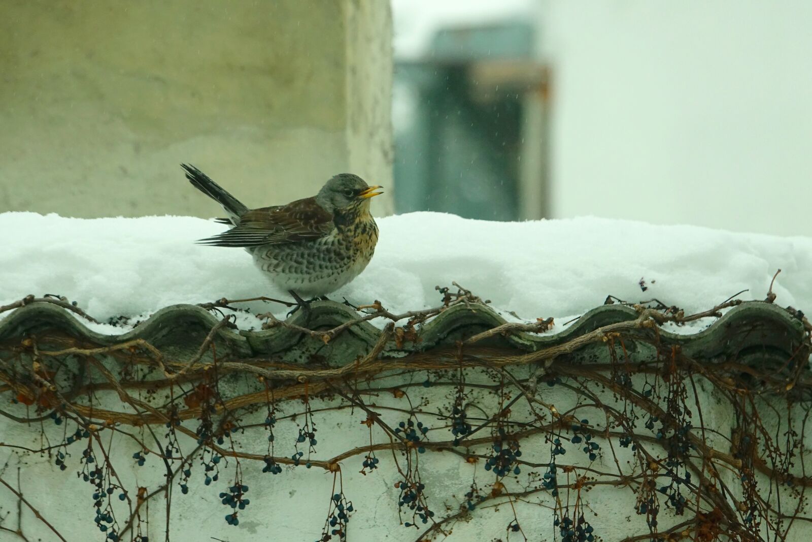 Sony Cyber-shot DSC-RX10 III sample photo. Bird, fieldfare, nature photography