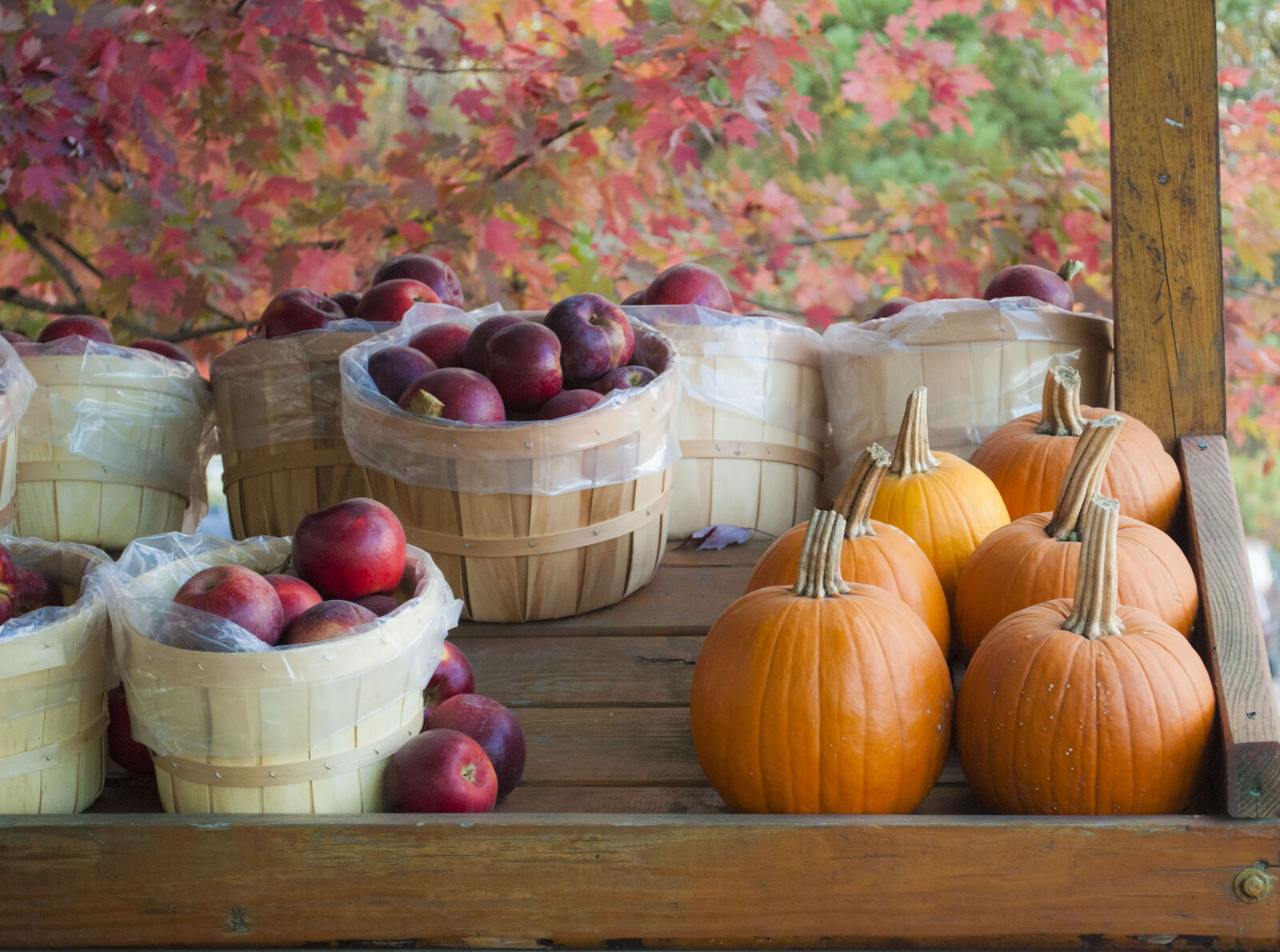 Nikon D3000 sample photo. Apples, autumn, fall, foliage photography