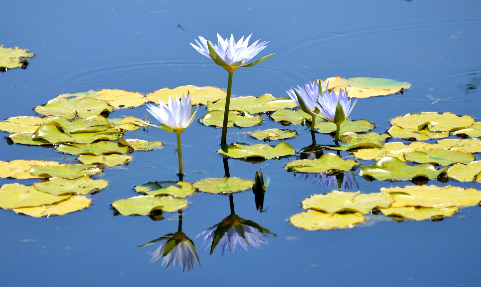 Nikon D3200 sample photo. Blue, water, lilly photography
