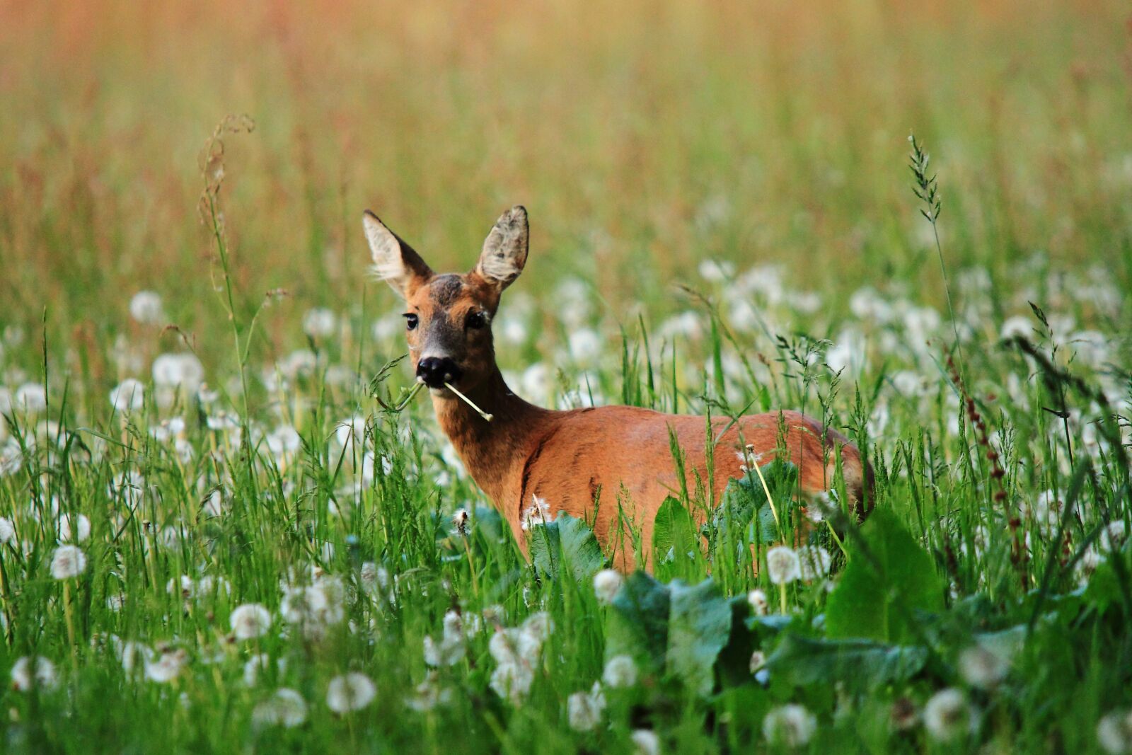 Canon EOS 500D (EOS Rebel T1i / EOS Kiss X3) sample photo. Ree, nature, fauna photography