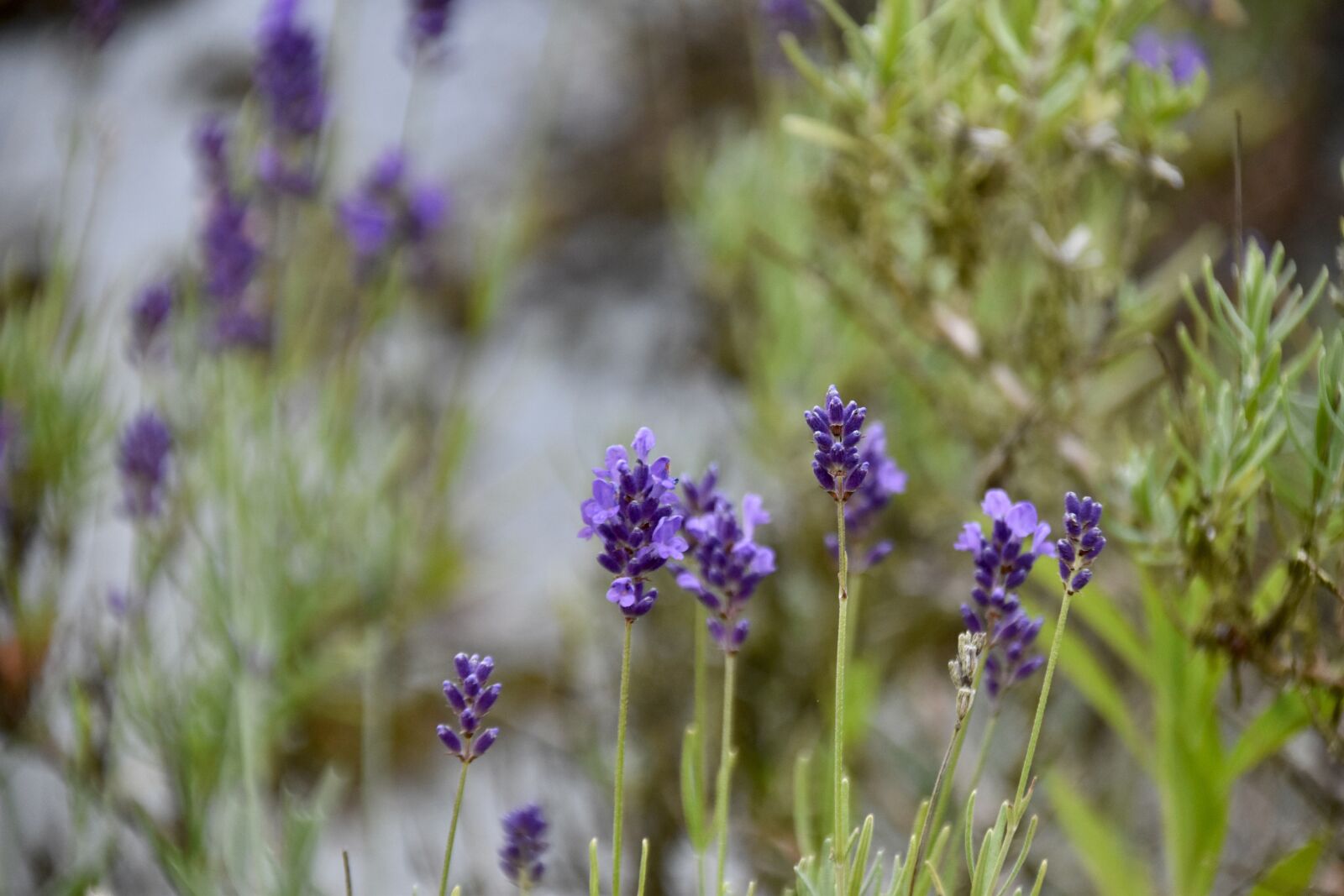 Nikon D5600 sample photo. Flower, lavender flower, lavender photography