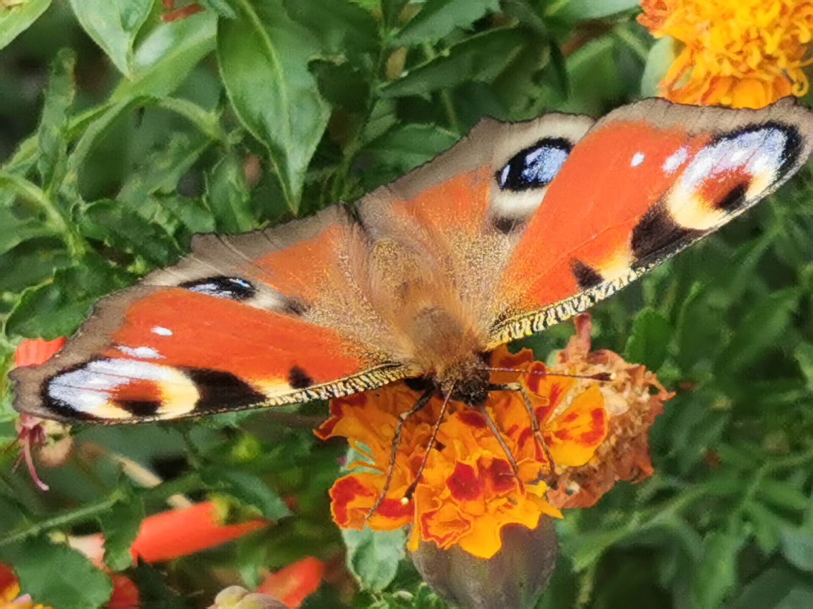 HUAWEI VOG-L29 sample photo. Butterfly, peacock butterfly, insect photography